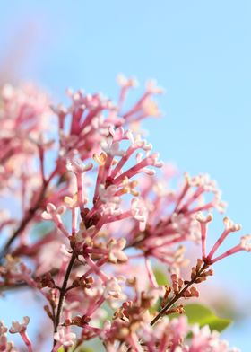 Syringa vulgaris oleaceae
