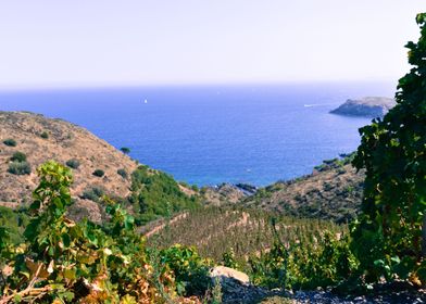 Vine on the ocean