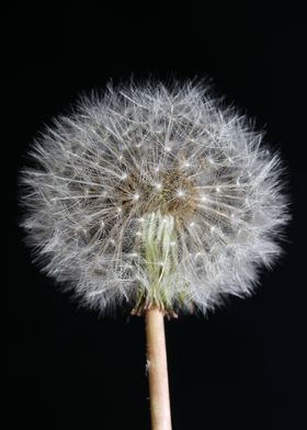 Taraxacum blowball flower 