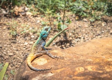 Agama lizard