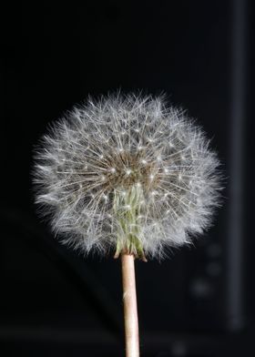Taraxacum blowball flower 