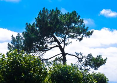 Green Tree in Sky