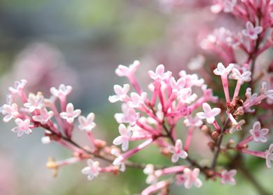 Syringa vulgaris oleaceae