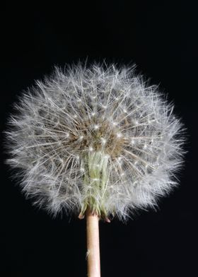 Taraxacum blowball flower 
