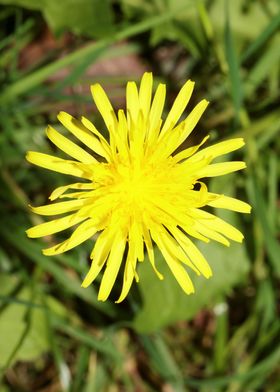 Taraxacum blowball flower 