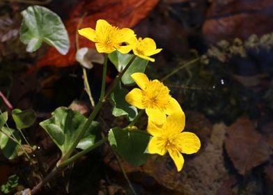 Yellow pond flowers