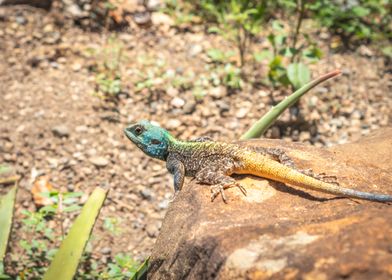 Agama lizard 