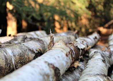 birch trunks