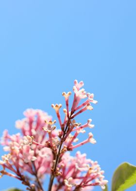 Syringa vulgaris oleaceae