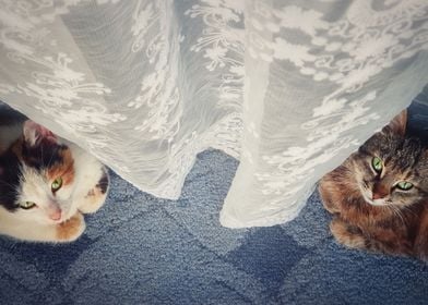 two cats under curtain