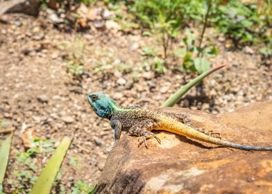 Agama lizard