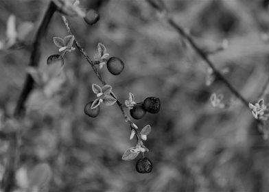 frozen berries 