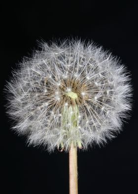 Blowball wild flower