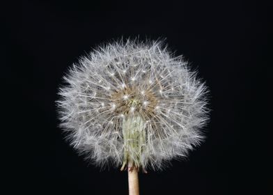 Taraxacum blowball flower 
