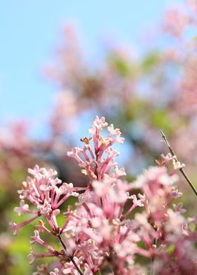 Syringa vulgaris oleaceae