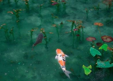 Koi Fish Lily Pond