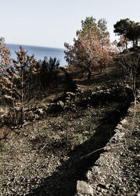 Trees on the Hill