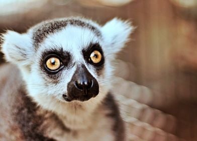 Cute Lemur