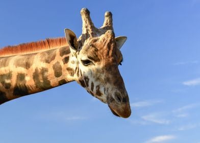 cute giraffe