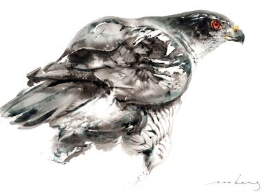 Goshawk