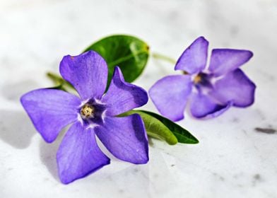 The African violet