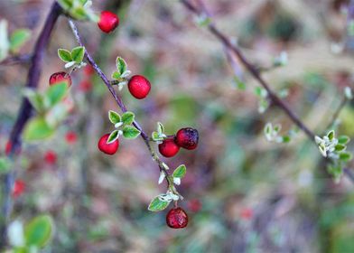 Winter Berries