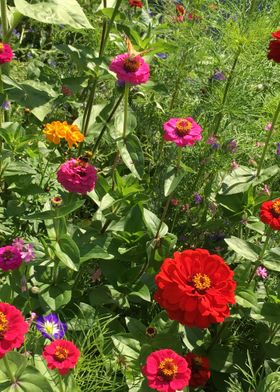 summer flowers on a field