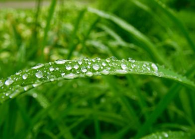 Rain Drops on Green Grass