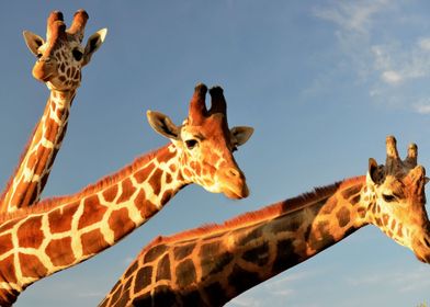 animals giraffes