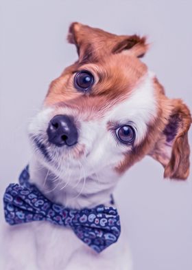 Jack Russell With Bow Tie