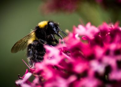 Bumble Bee