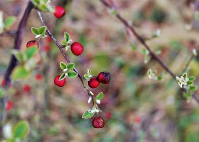 Winter Berries