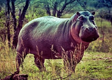 Happy Hippo