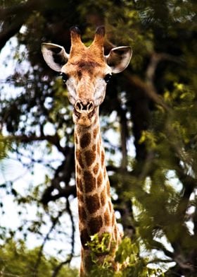 The adorable giraffe