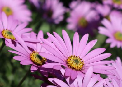 Pink Flowers