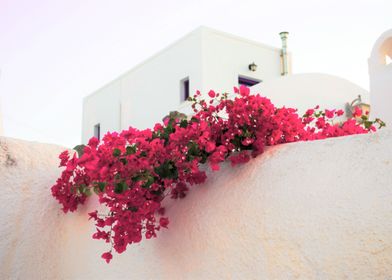 Floral Santorini