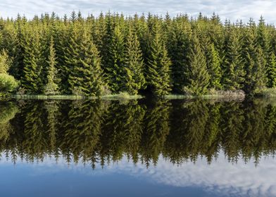 mirror tree