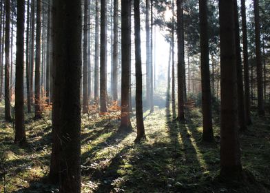 illuminated forest