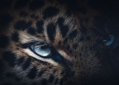 eye of a tiger