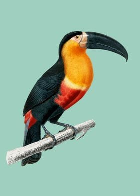 Toucan 