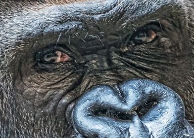 Eyes Of A Gorilla