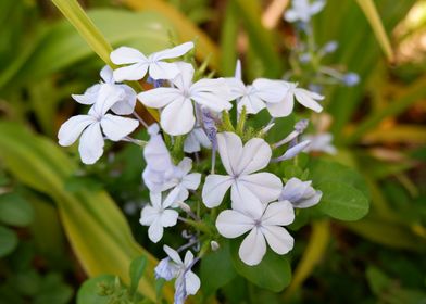 Beautiful Fresh Flower