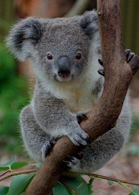 koala playing
