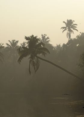 Mist in the Backwaters