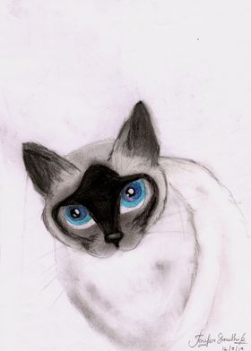 Siamese cat