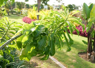 Beautiful Fresh Plant