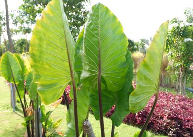 Beautiful Fresh Plant