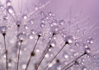 Lilac Dewdrops