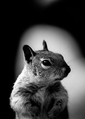 The portrait of a squirrel