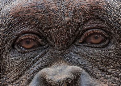 Eyes Of An Orangutan
